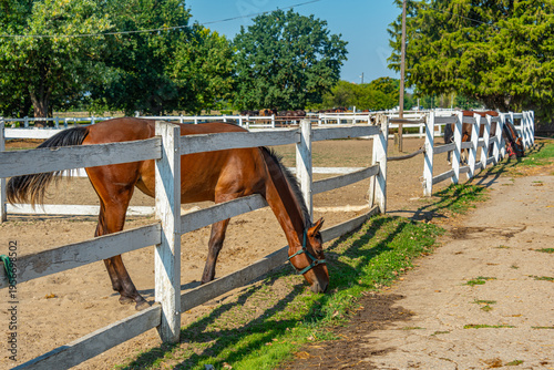 Nonius horses at Matai Menes stud farm at Hortobagy national par