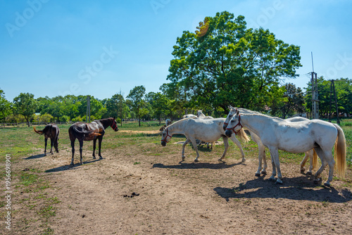 Canvastavla Lipizzan horses at Szabadkigyos village in Hungary