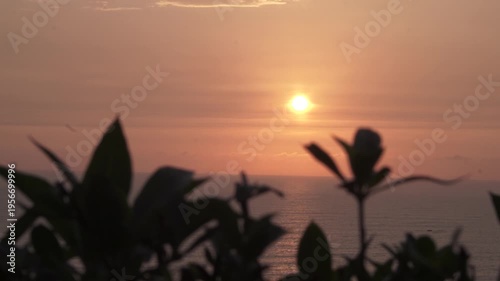 Atardecer palmeras y arbustos frente al mar