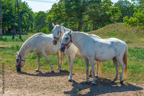 Foto Lipizzan horses at Szabadkigyos village in Hungary
