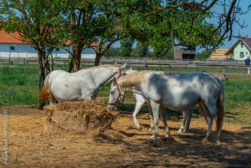 Canvastavla Lipizzan horses at Szabadkigyos village in Hungary