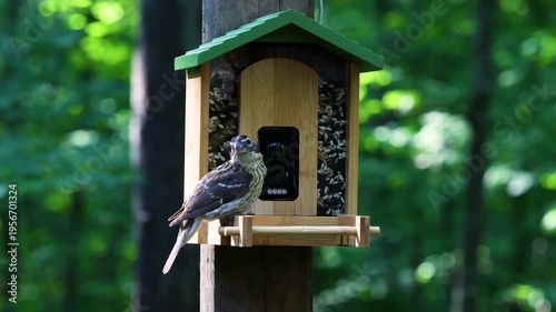 Close-up of a female Rose-breasted Grosbeak eating sunflower seeds on a smart bird feeder. High-quality wildlife video with sound in a lush Wisconsin summer forest.