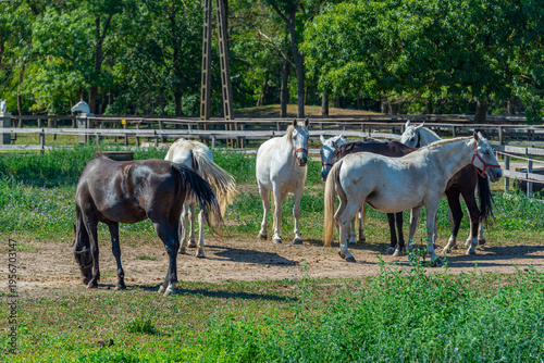 Obraz na płótnie Lipizzan horses at Szabadkigyos village in Hungary