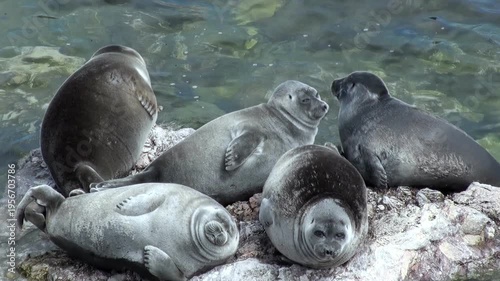 A group of Baikal seals rests on rocky shores. Some seals are lounging comfortably, while others are watching. The sun shines on the seals' sleek coats on the coast of Lake Baikal.