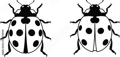 Black and white ladybug vector illustration featuring two detailed beetles with spots and antennae isolated on white background for nature and garden design