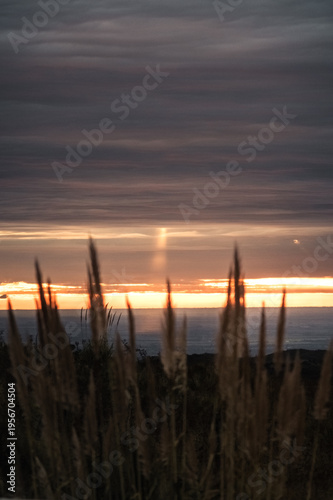 Orange Sunrise Light Through Pampas Grass in Cordoba Hills Argentina
