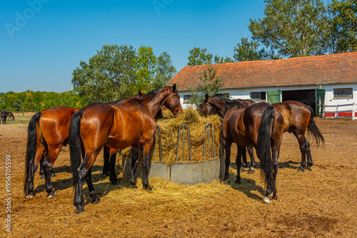 Nonius horses at Matai Menes stud farm at Hortobagy national par