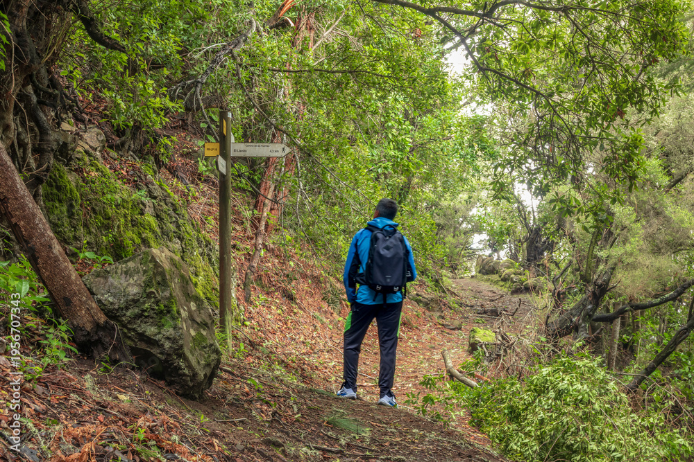 Obraz premium Un senderista con mochila y chaqueta azul se detiene en un sendero de laurisilva en La Palma para consultar un poste de señalización de madera. Rodeado de frondosa vegetación nativa y musgo.