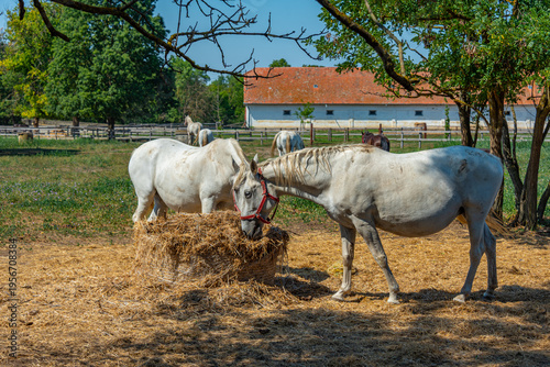 Fényképezés Lipizzan horses at Szabadkigyos village in Hungary