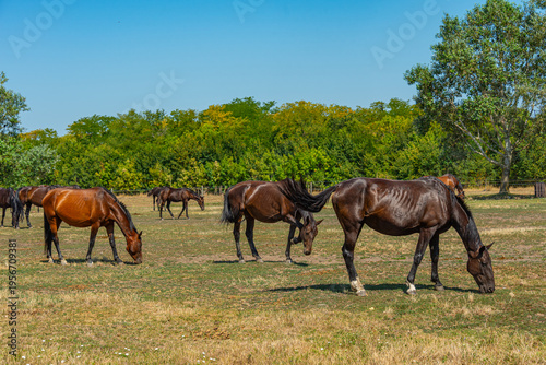 Φωτογραφία Nonius horses at Matai Menes stud farm at Hortobagy national par