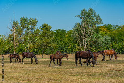 Cuadro en lienzo Nonius horses at Matai Menes stud farm at Hortobagy national par