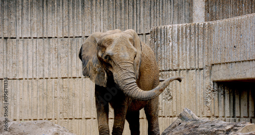 Obraz na plátne Elephant Swings its Trunk at Memphis Zoo
