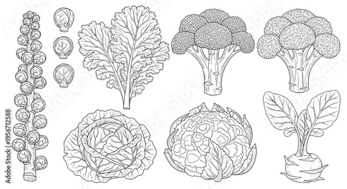 Assortment of Fresh Brassica Vegetables Line Art Illustration