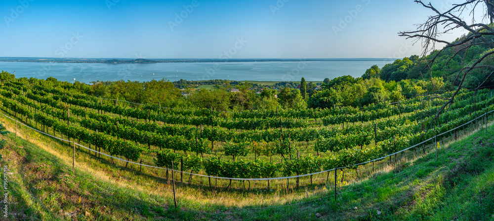 Obraz premium Panorama view of vineyards at Badacsony in Hungary