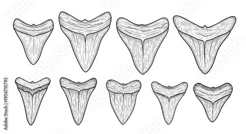 Collection of ancient shark teeth, fossilized, scientific illustration