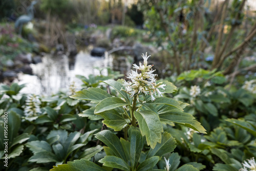 Japanischer Ysander (Pachysandra terminalis)