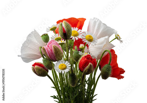 Vibrant Red Poppies in Natural Light, Close Up Shot