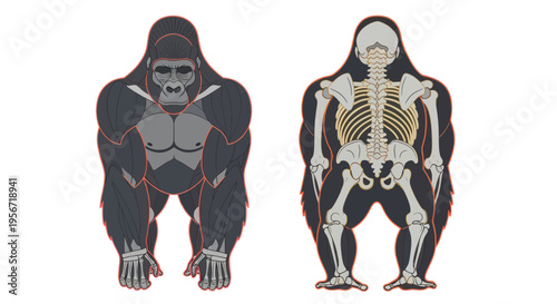 Gorilla Anatomy: Muscular System vs. Skeletal Structure Comparison