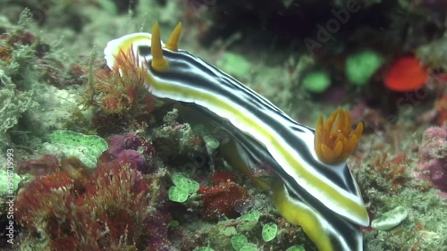 Witness vibrant beauty of Chromodoris annae, also known as Anna's magnificent sea slug. This colorful nudibranch gracefully moves across coral reef teeming with life in underwater world of Philippines