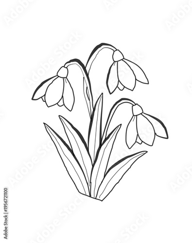 snowdrop flower without color on a white background