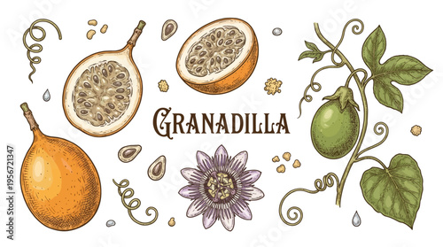 Vintage Botanical Vector Illustration of Granadilla Passion Fruit Set with Whole and Sliced Fruit, Passion Flower, Leaves, and Seeds on Black Background