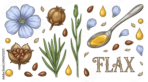 Vintage Flax Botanical Illustration Set with Blue Flower, Seeds, Pods, and Healthy Linseed Oil in Spoon, Hand Drawn Vector Graphic