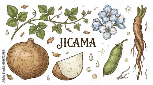 Botanical Jicama Illustration Set with Root, Slice, Vine, Pod, and Flowers. Vintage Hand-Drawn Engraving Style Vector Graphics of Mexican Yam Bean Pachyrhizus erosus Isolated on White Background.