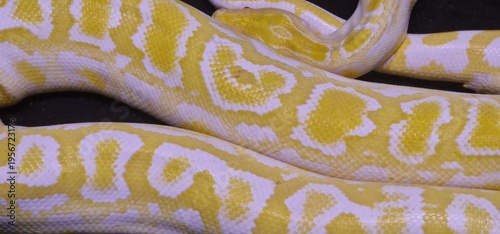 A albino python with bright yellow and white blotched patterns