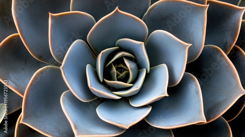 Close-up of a succulent plant