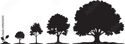 Stages of growth for a tree from seedling to mature tree