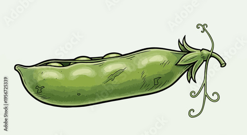 Green pea pod illustration