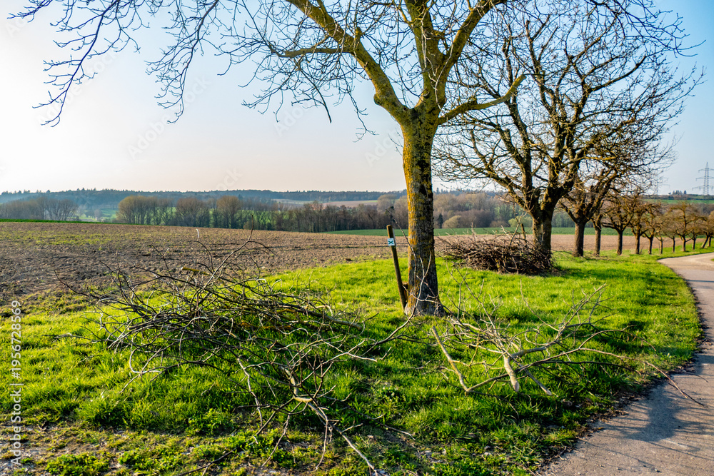 Fototapeta premium Baumschnitt im Frühjahr