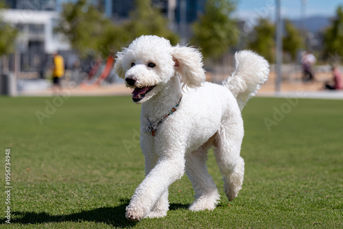 Standard Poodle walking on grass in a sunny outdoor park