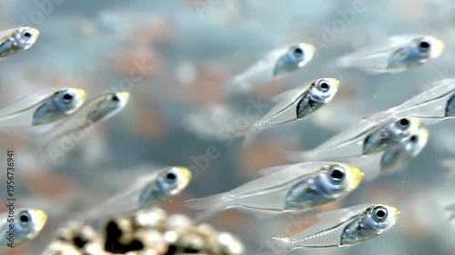 A mesmerizing school of transparent fish with shining eyes moves gracefully through clear blue water. They navigate alongside intricate coral formations during the bright day.