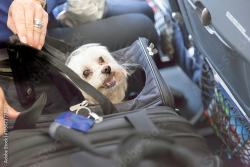 Real image small dog peeking from travel carrier under airplane seat, pet flying in cabin, owner nearby, modern air travel scene, safe transport, companionship, journey with animal