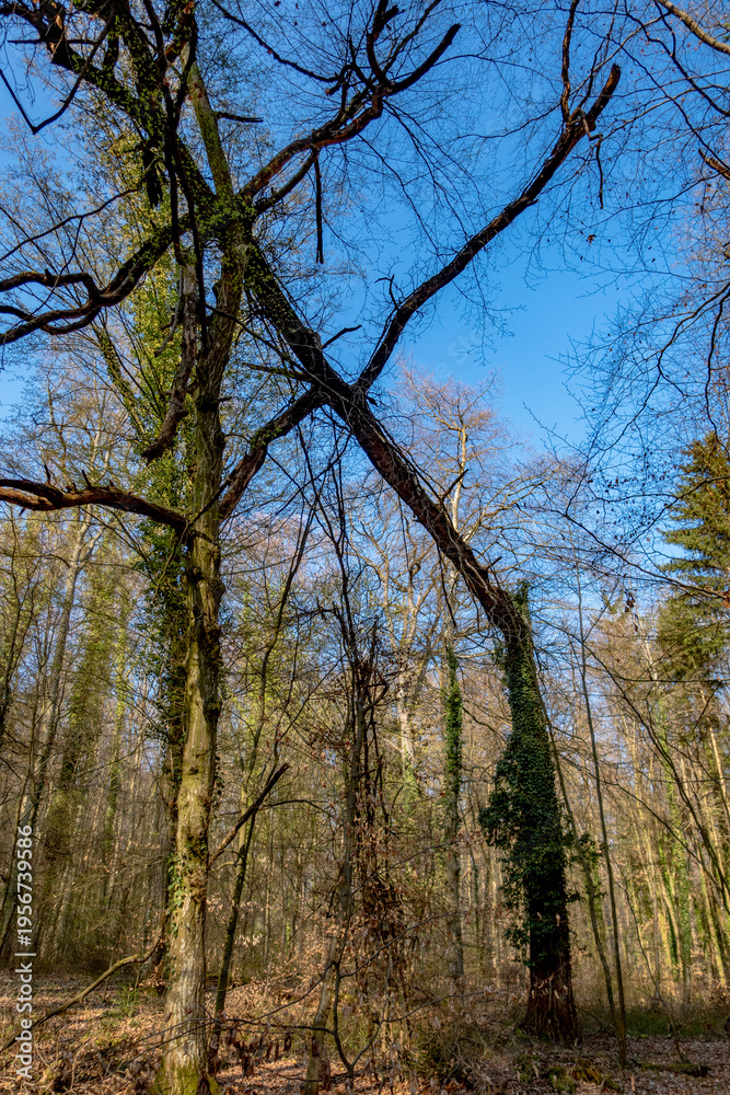 Fototapeta premium Umgestürzter Baum im Wald