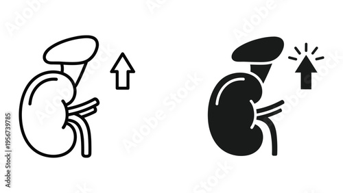 Kidney with Upward Arrow Icon - Indicating Increased Kidney Function, Health, or Problems