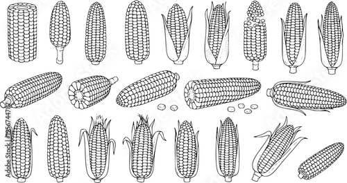 Corn Collection: Black and White Vector Illustration of Corn Cobs in Various Stages and Angles