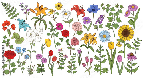 Colorful flowers on white background.