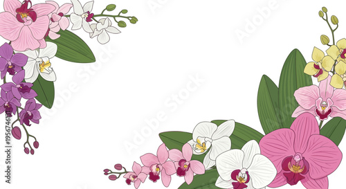 Colorful Orchid Flowers in Bloom.