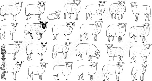 Collection of Various Sheep Illustrations: Lambs, Ewes, and Rams in Different Poses and Breeds, Hand-Drawn Farm Animals, Livestock Drawings