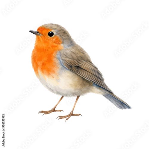 A beautiful watercolor robin bird clip art featuring a charming orange-breasted robin standing in a soft natural pose.