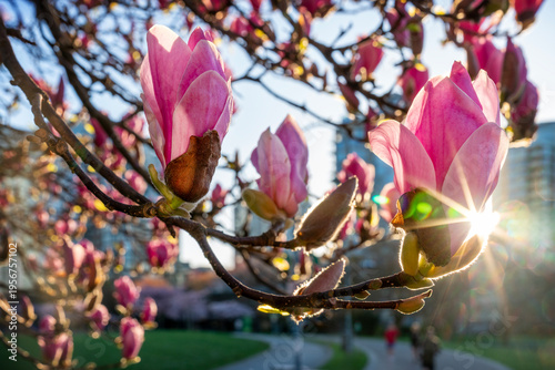 David Lam Park Sunrise Pink Magnolias. Pink Magnolia blossoms at sunrise in David Lam Park, Vancouver.
