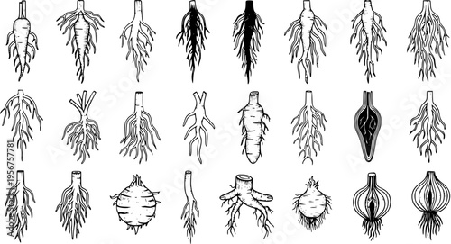 Botanical illustration set of diverse plant root types and systems, including taproots, fibrous roots, tubers, bulbs, and rhizomes in a hand-drawn style.