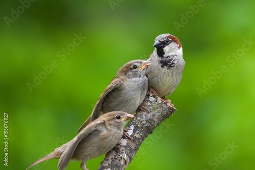 Vászonkép House sparrows at nesting time