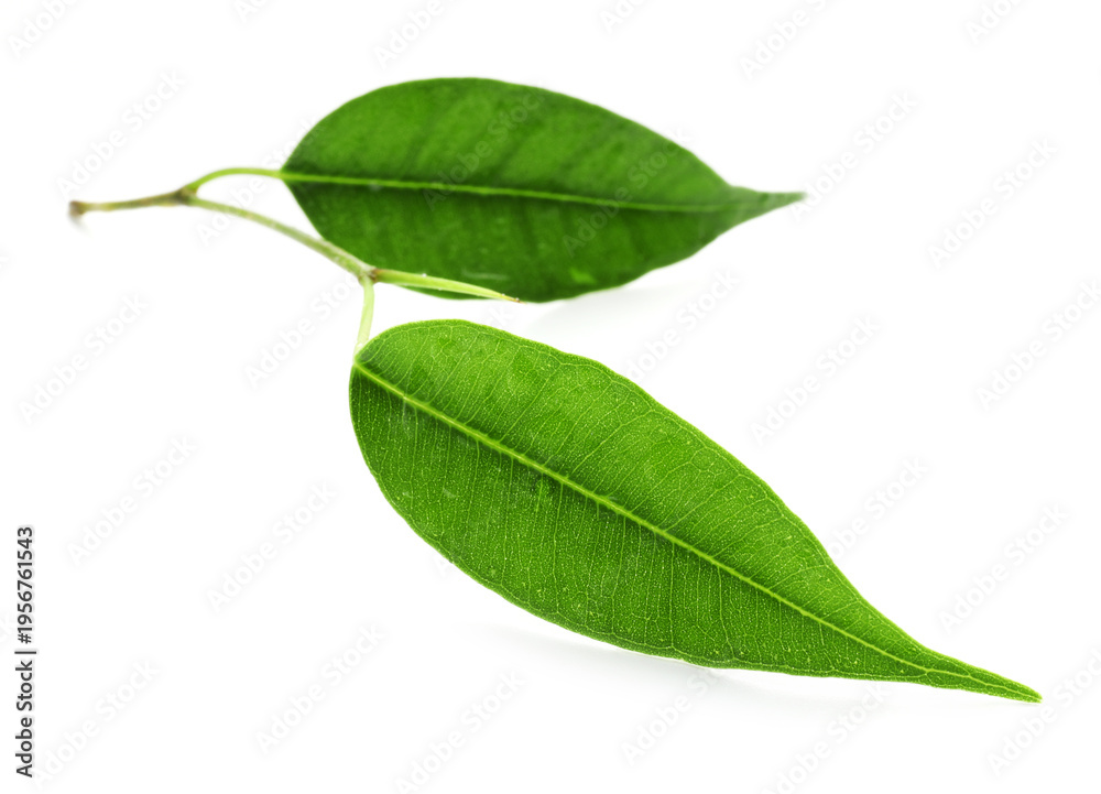 Fototapeta premium Branch with fresh green citrus leaves isolated on white
