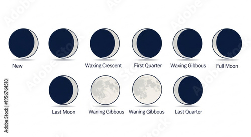 Lunar cycle phases diagram moon illustrations astronomy chart lunar cycle stages