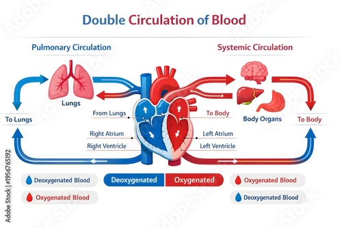 Double Circulation of Blood Infographic – Pulmonary and Systemic Circuits Diagram Vector