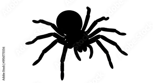 spiders, arachnid, spider, insect, bug, creepy, crawl, crawling, legs, eight, web, webbing, halloween, scary, fear, horror, dark, black, silhouette, silhouettes, shadow, shape, outline, icon, icons, s