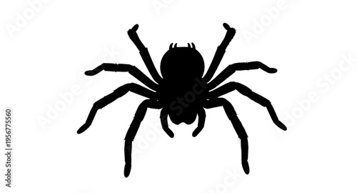 spiders, arachnid, spider, insect, bug, creepy, crawl, crawling, legs, eight, web, webbing, halloween, scary, fear, horror, dark, black, silhouette, silhouettes, shadow, shape, outline, icon, icons, s